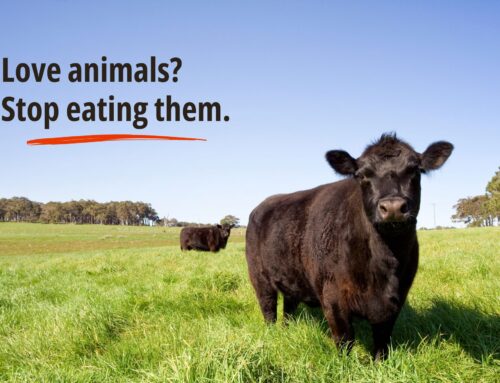 If You Love Animals, Stop Eating Them
