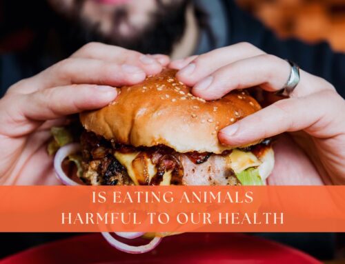Is Eating Animals Harmful to Our Health